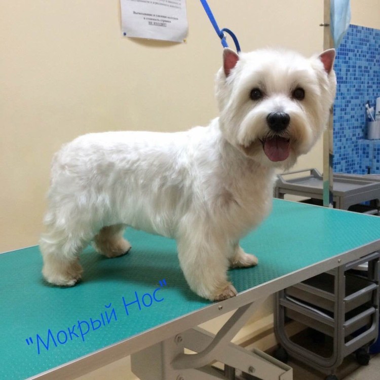 Вест-хайленд-Уайт-терьер стойка