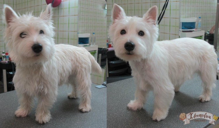 Вайт терьер стрижка налысо