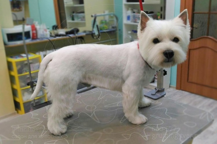 Стрижка Вест хайленд Уайт