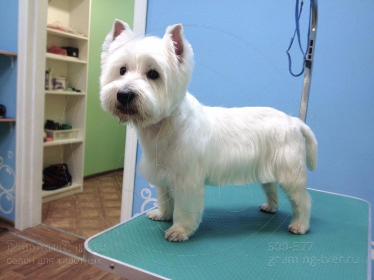 Вест-хайленд-Уайт-терьер. Стрижка Вест-хайленд-Уайт-терьер