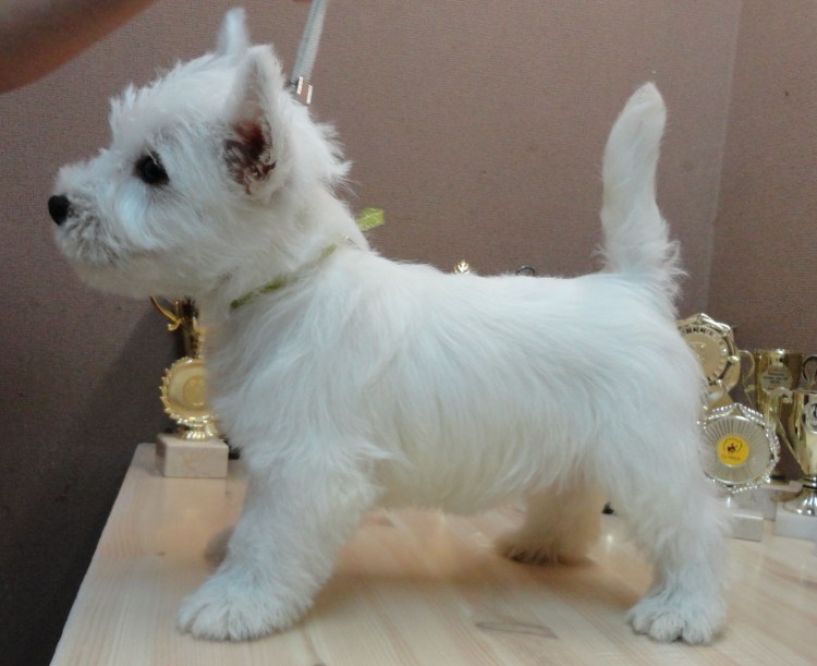Вест-хайленд-Уайт-терьер груминг