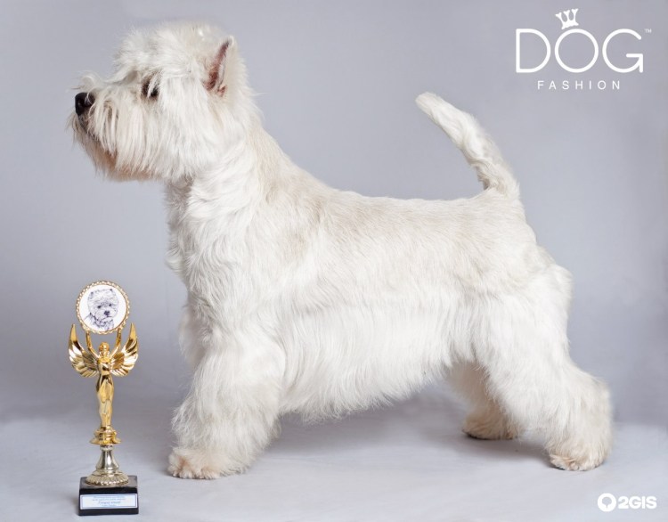 Тримминг собак Вест хайленд Уайт терьер