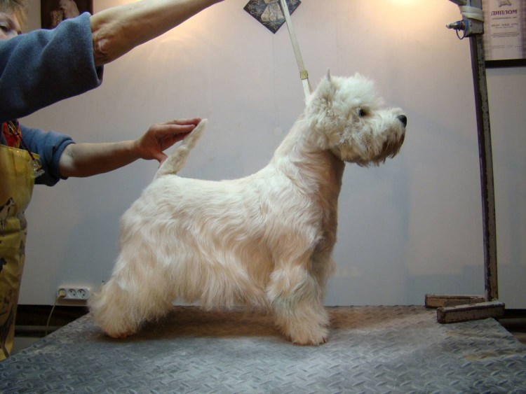 Стрижка Вест хайленд Уайт