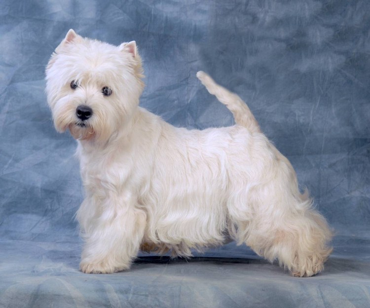 Стрижка Веста фото