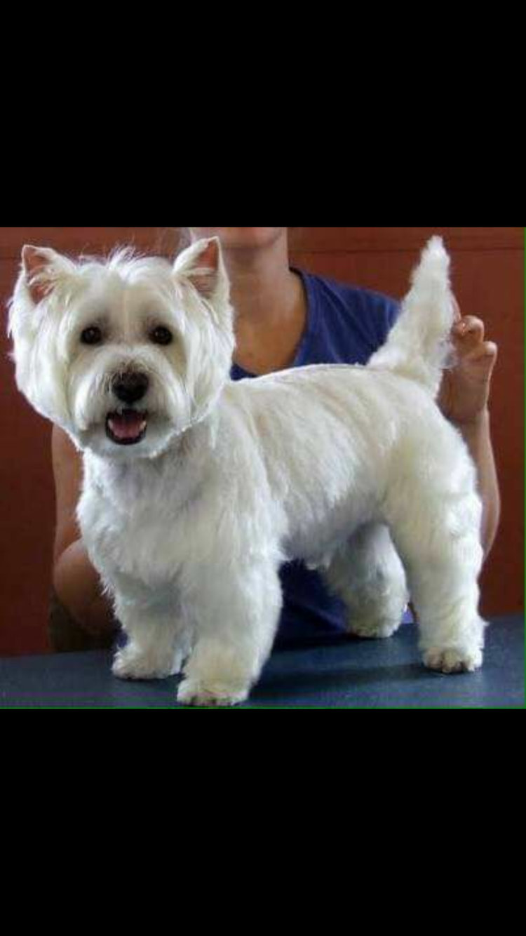 Стрижка Вест хайленд Уайт