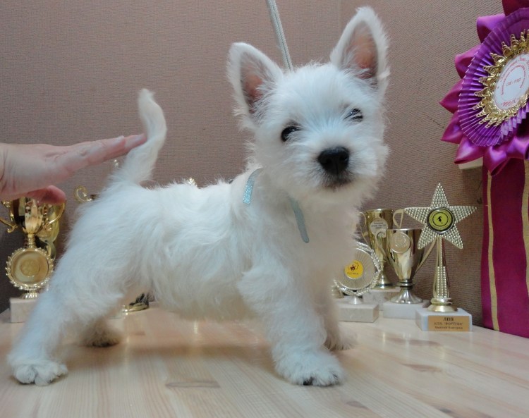 Вест терьер тримминг