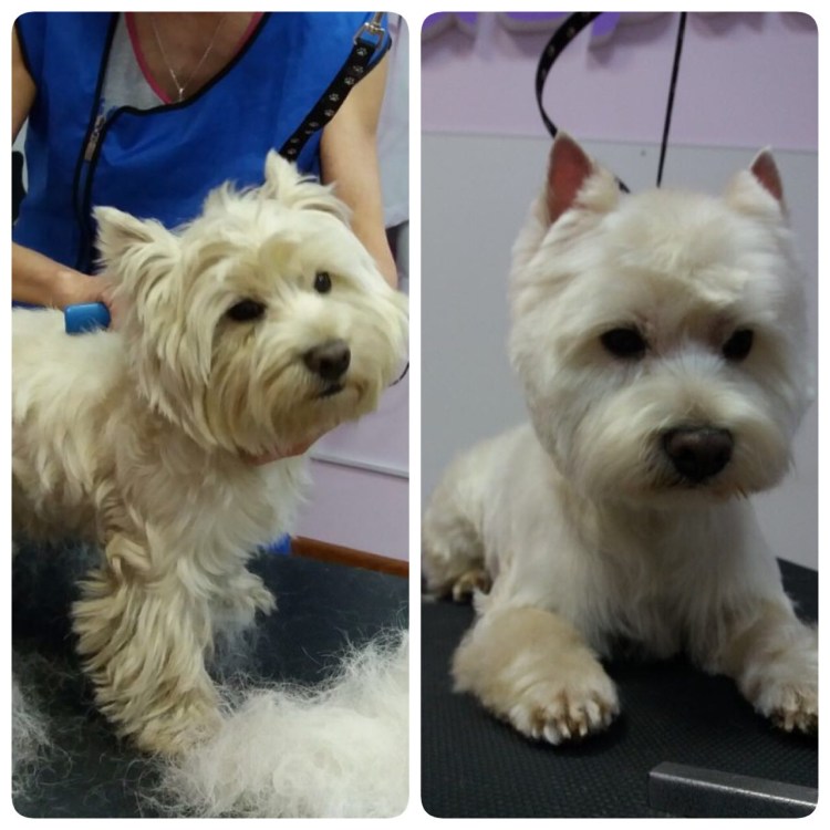 Тримминг Вест хайленд Уайт терьер