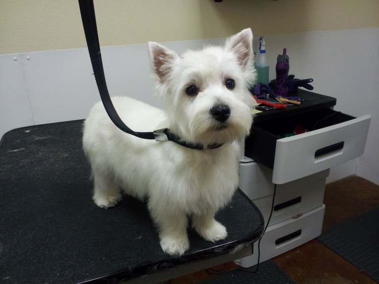 White Toy Terrier фото