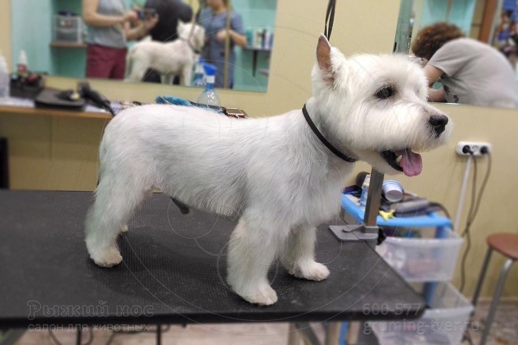 Вест-хайленд-Уайт-терьер короткая стрижка
