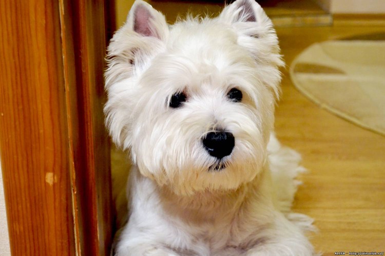 Тримминг Вайт терьера