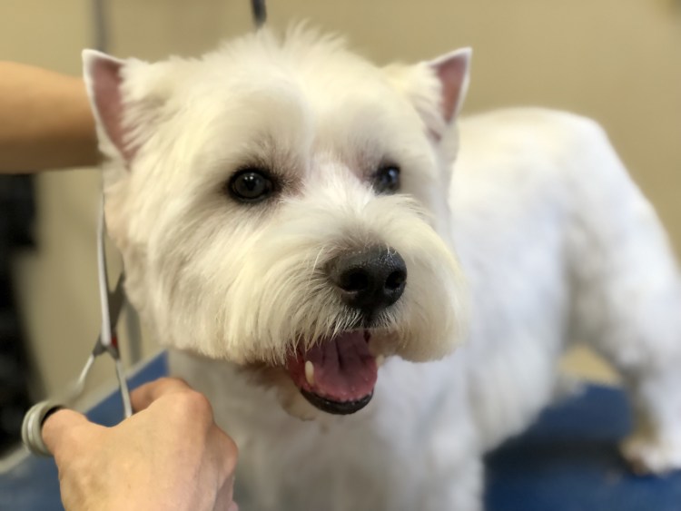 Вест хайленд Уайт терьер прически