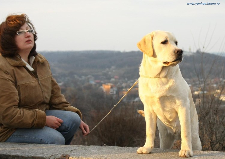 Лабрадор с человеком