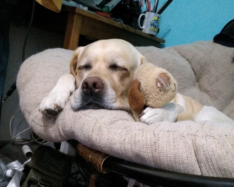 Белый ретривер рядом с человеком