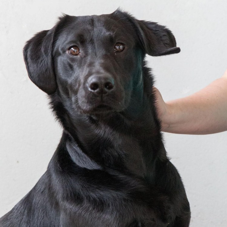 Ретривер взрослый с человеком