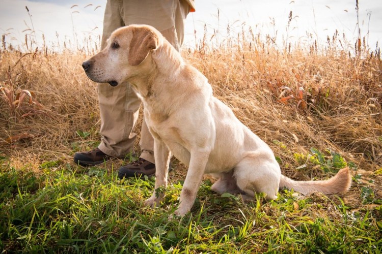 Марли и я фильм 2008