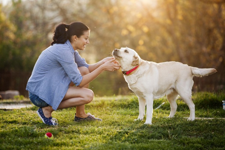 Лабрадор с хозяином
