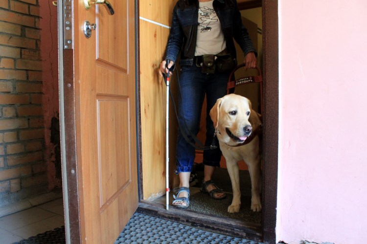 Лабрадор взрослый с человеком