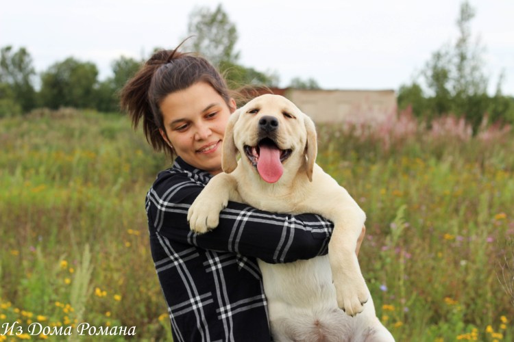 Девушка с черным лабрадором
