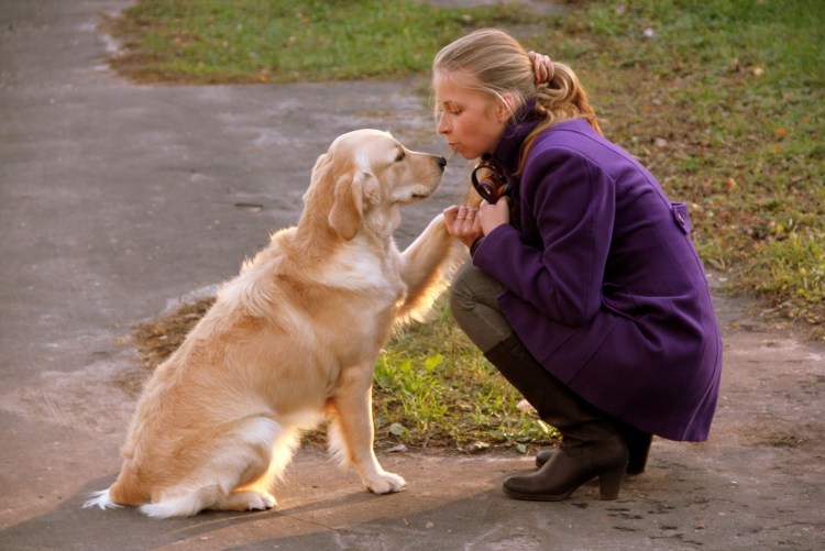 Лабрадор ретривер золотистый с человеком