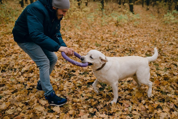 Некрасивый лабрадор