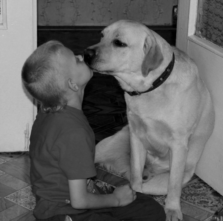 Лабрадор ретривер