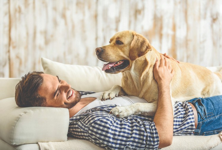 Карликовые лабрадор с человеком