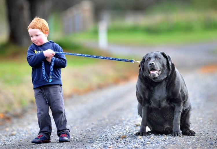 Большая собака лежит на человеке