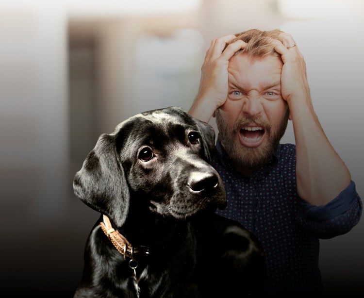 До каких размеров вырастает лабрадор