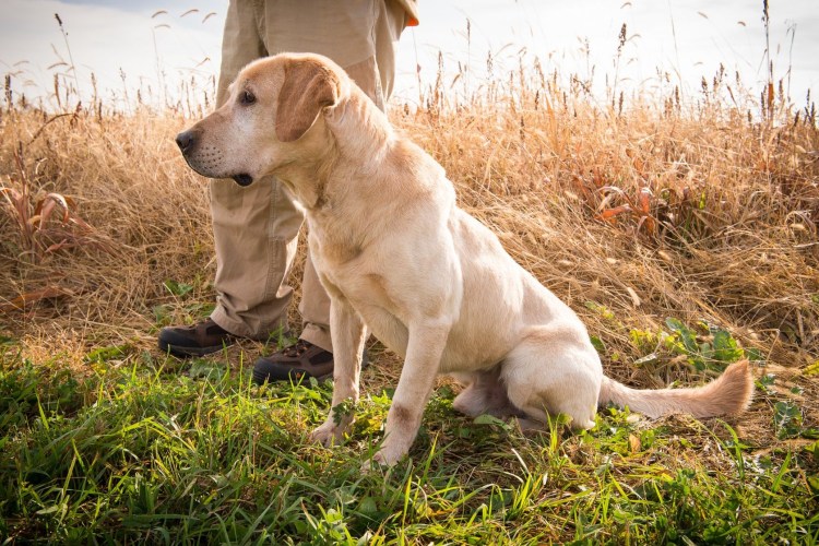 Лабрадор с хозяином