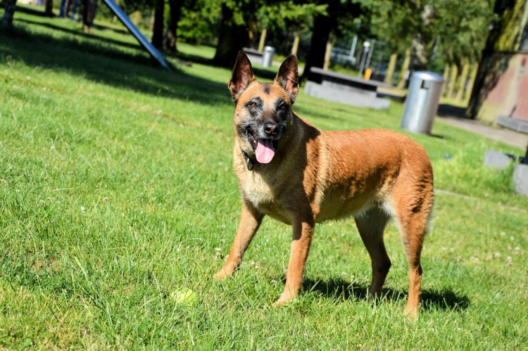 Новозеландская овчарка Хантвей