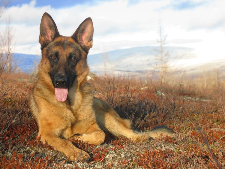 Немецко Африканская овчарка