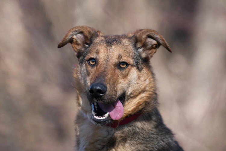 Южно Африканская овчарка Линау