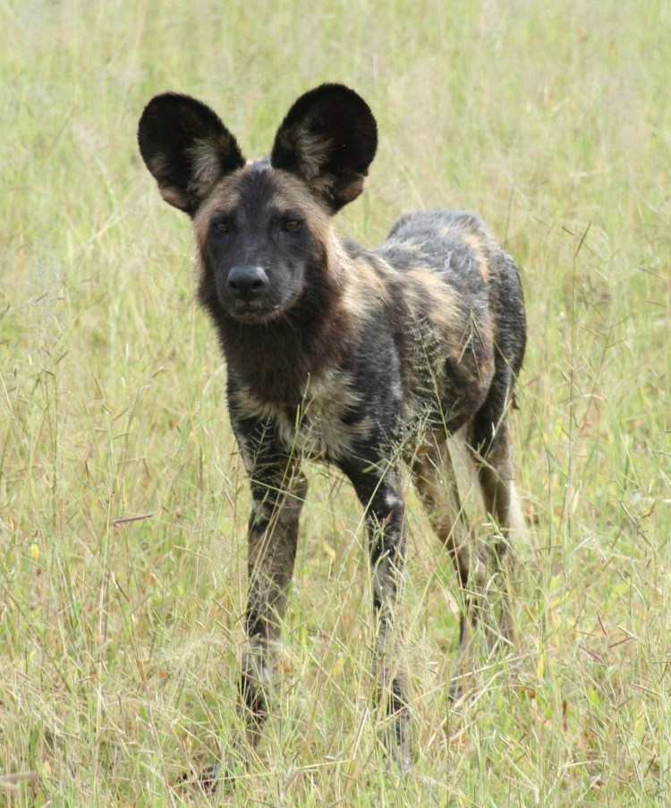 Южноафриканский бурбуль