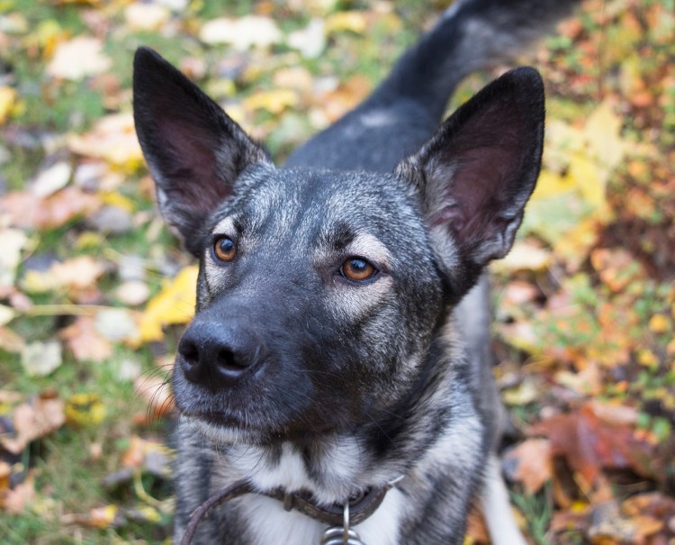 Гиеновидная собака: Африканская Дикая