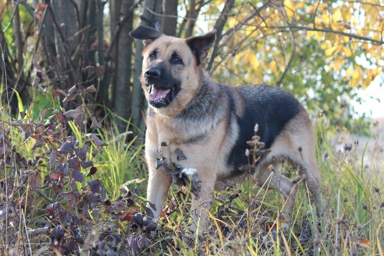 Немецкая овчарка самка