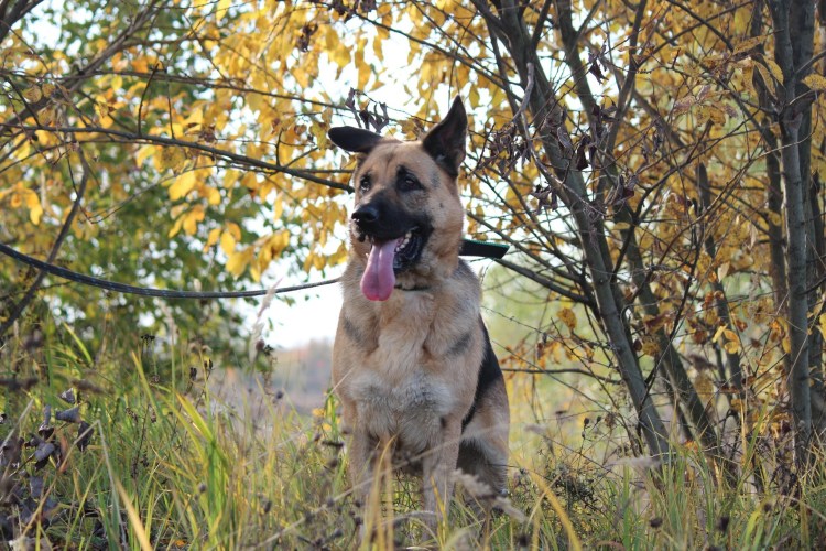 Малинуа Инго