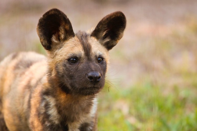 Кау де Фила де Сан Мигель