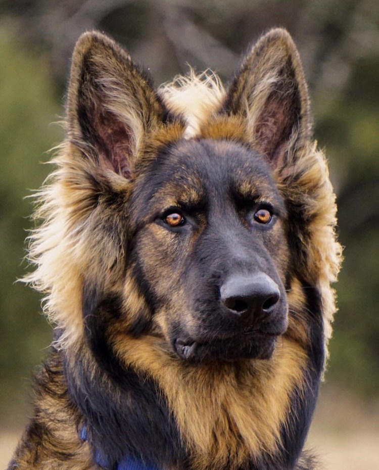 Южно африканмкий бурбуль