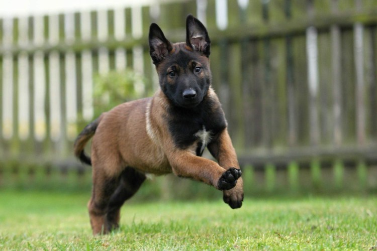 Бельгийский малинуа к-9