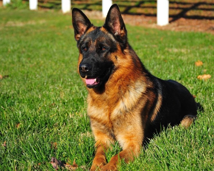 Порода собак Родезийский риджбек