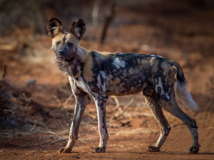 Африканская овчарка