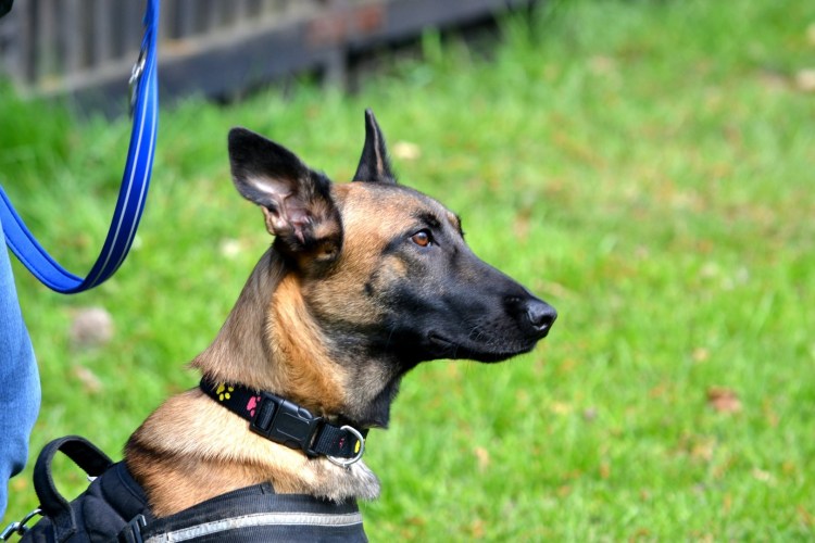 Южно Африканская немецкая овчарка