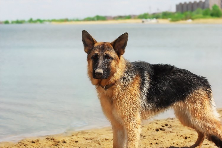 Африканская овчарка
