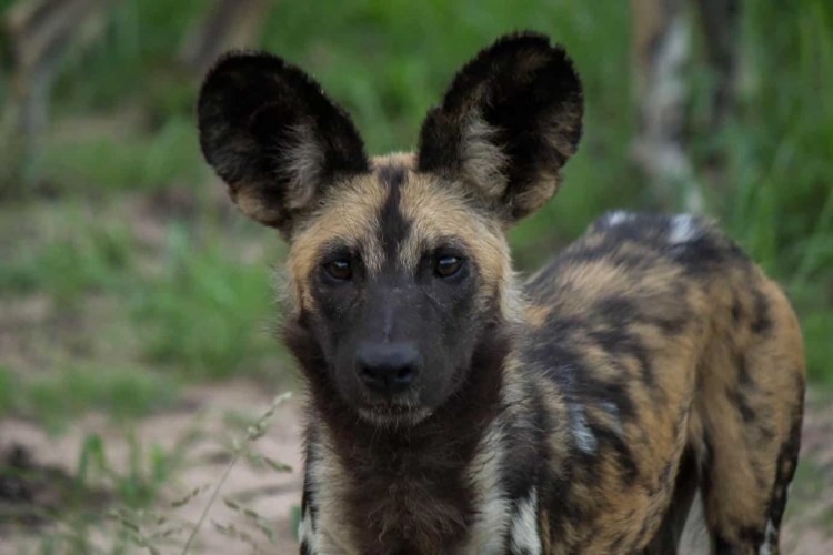 Собака немецкая овчарка