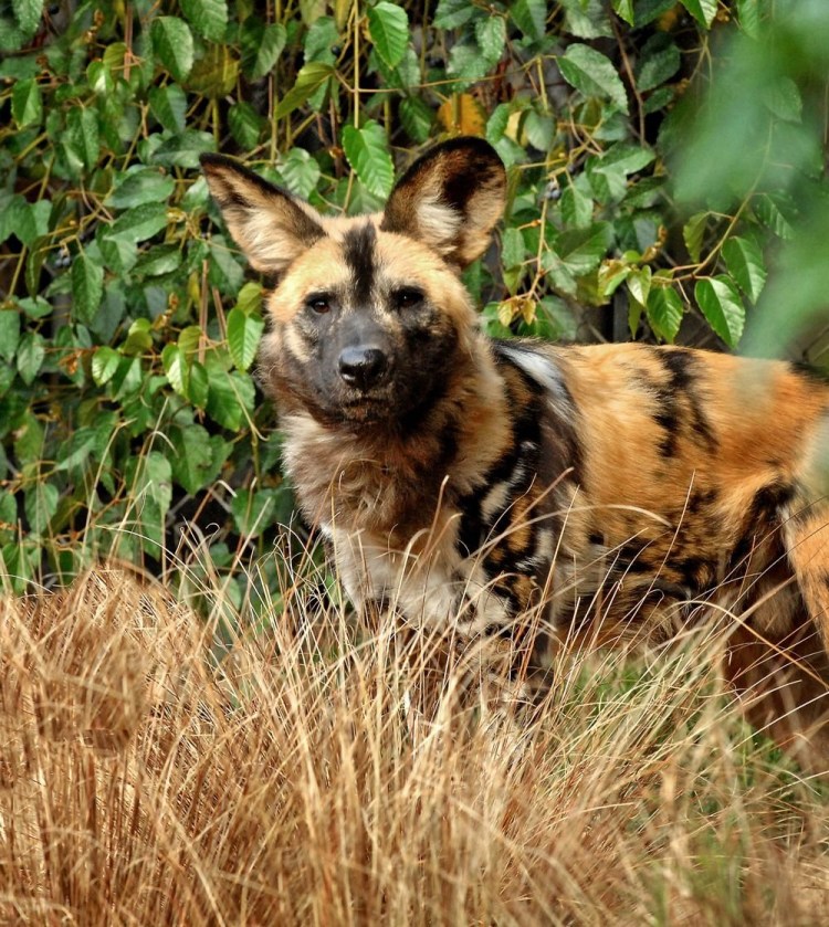 Гиеновидная собака