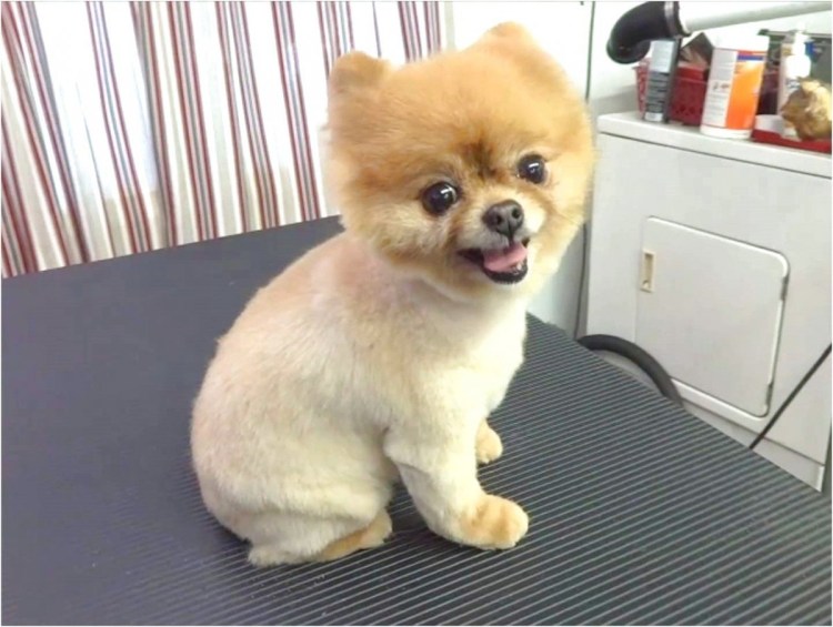 Стрижка чихуахуа под Льва