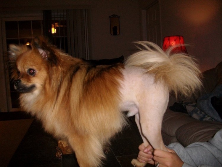 Померанский шпиц стрижка Лев