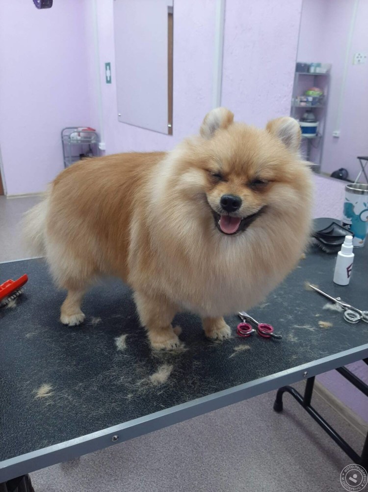 Стрижка шпица под Льва