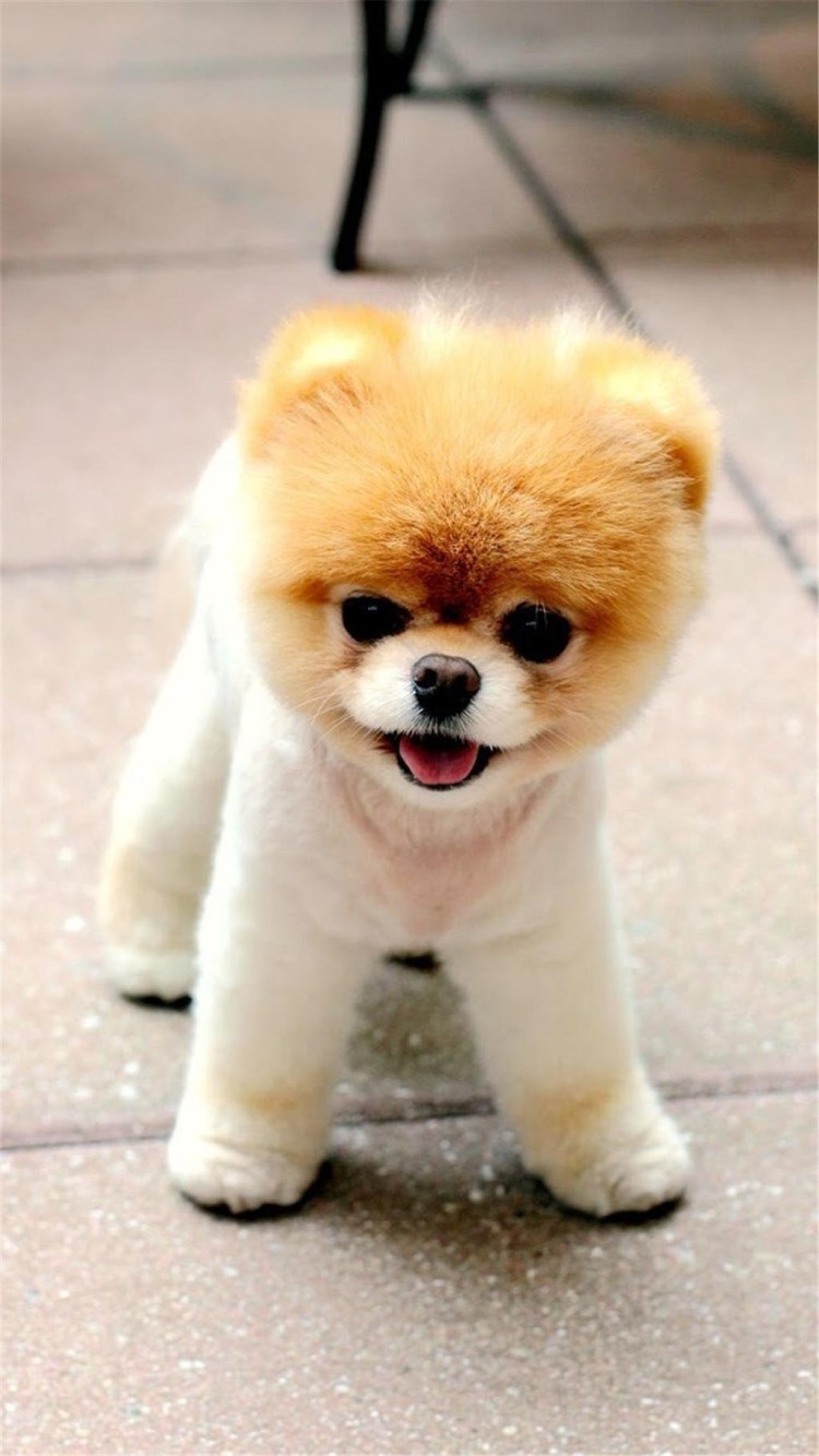 Тедди Беар стрижка шпица