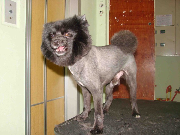 Выставочная стрижка шпица